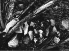 Pierres et bois