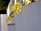 Who is behind the white gate?