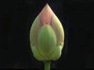 Lotus bud