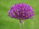 Allium