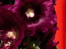 Hollyhocks