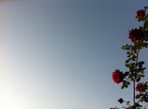 sky & roses