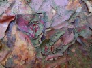 paint, rust & lichen