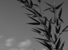 To the sky