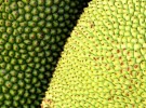 Shades of Breadfruit