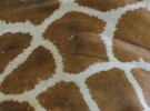 Wild Tiles