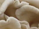 Mushroom Bloom