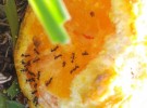 Ants are in the sugar...