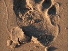 Footprint