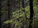 Beech leaves in spring