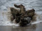 Driftwood