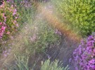 Rainvow in the garden