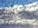 murmuration