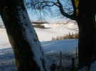 Snow trees 