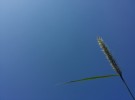Grass on Blue Sky