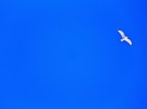 soaring