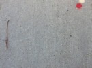 Dots
