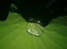 Lotus leaf