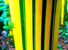 Bamboo Brazil
