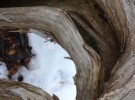 Nature's Curve