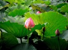 lotus lake
