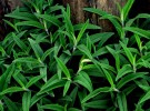 leaves and fence