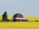 Barn in the field