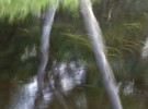 Trees in water