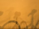 Bicycle Shadows