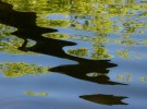 Calligraphy on the Water