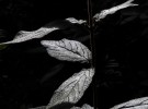 Feuilleté d'automne