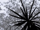 Rayons de feuilles