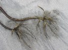 Northern California Coast Seaweed