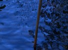 Pond Close-up