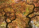 Back lit tree