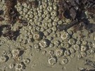 barnacles