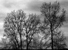 leafless stand, soft gray sky