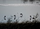 flamingos