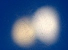blurry moons