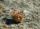 Butterfly in the Bell Stone