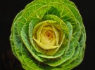 Cabbage flower