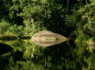 mirror rain forest