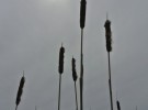 Cattails