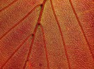 Copper Beech Leaf