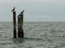 Cormorants looking south
