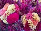 Coxcomb