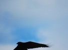 As the crow flies