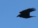 crow