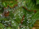 Rain drops and leaves