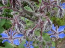 thorns...